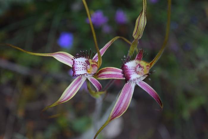 Caladenia - Orchid-spider-0064.JPG